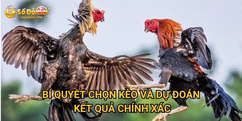 Đá gà đòn tại Sodo66 có thu hút được người chơi không? 3 Bí quyết chọn kèo và dự đoán kết quả chính xác