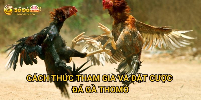 Đá gà Thomo tại Sodo66 có gì đặc sắc riêng biệt? 3 Cách thức tham gia và đặt cược đá gà Thomo