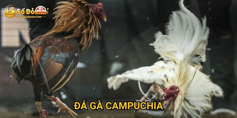 Đá gà Campuchia ở Sodo66 có uy tín và chất lượng không? 5 Đá gà Campuchia ở Sodo66 có uy tín và chất lượng không?