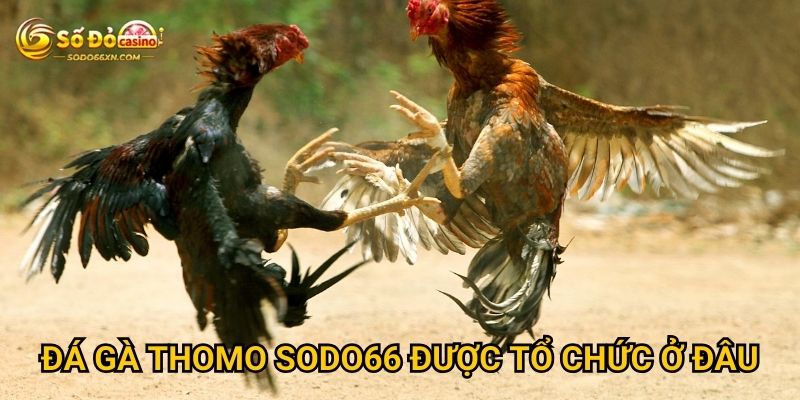 Đá gà Thomo tại Sodo66 có gì đặc sắc riêng biệt? 2 Đá gà Thomo Sodo66 được tổ chức ở đâu?