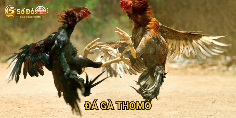 Đá gà Thomo tại Sodo66 có gì đặc sắc riêng biệt? 2 Đá gà Thomo tại Sodo66 có gì đặc sắc riêng biệt?