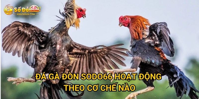 Đá gà đòn tại Sodo66 có thu hút được người chơi không? 2 Đá gà đòn Sodo66 hoạt động theo cơ chế nào?