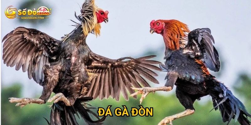 Đá gà đòn tại Sodo66 có thu hút được người chơi không? 1 Đá gà đòn tại Sodo66 có thu hút được người chơi không?