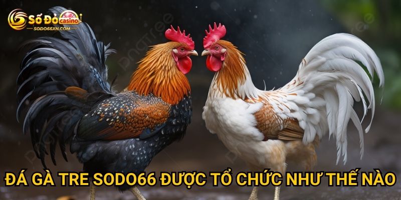 Đá gà tre ở Sodo66 có gì khác biệt so với các loại khác? 2 Đá gà tre Sodo66 được tổ chức như thế nào?