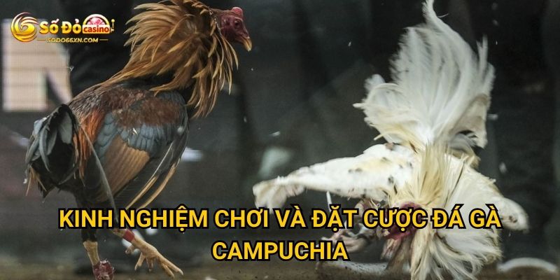 Đá gà Campuchia ở Sodo66 có uy tín và chất lượng không? 3 Kinh nghiệm chơi và đặt cược đá gà Campuchia