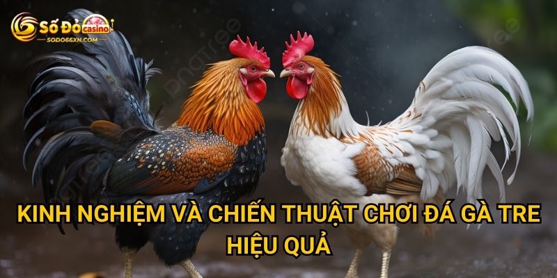 Đá gà tre ở Sodo66 có gì khác biệt so với các loại khác? 3 Kinh nghiệm và chiến thuật chơi đá gà tre hiệu quả
